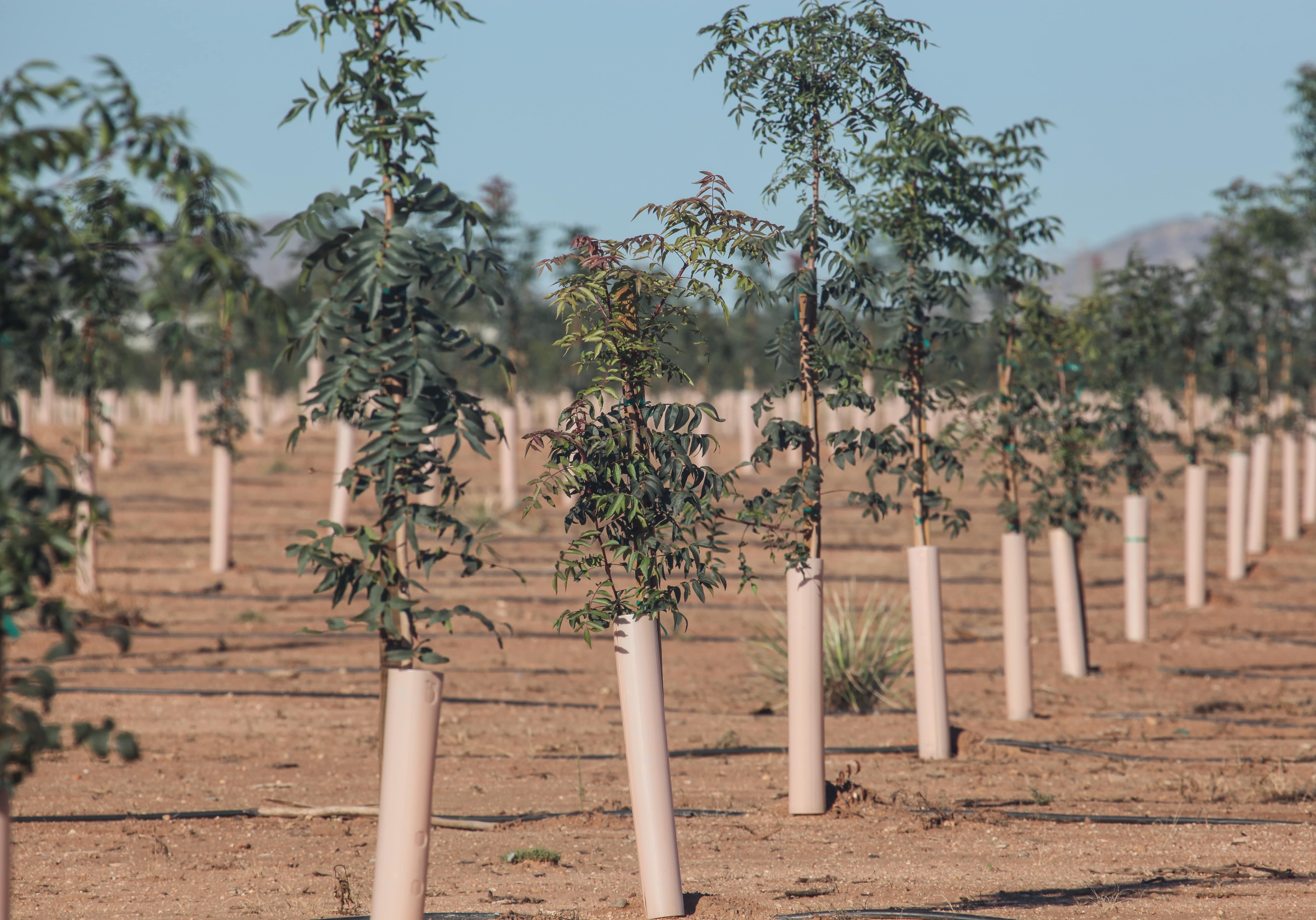 what does it take to grow pistachio trees? heart of the desert