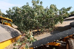 harvesting pistachio plants in New Mexico