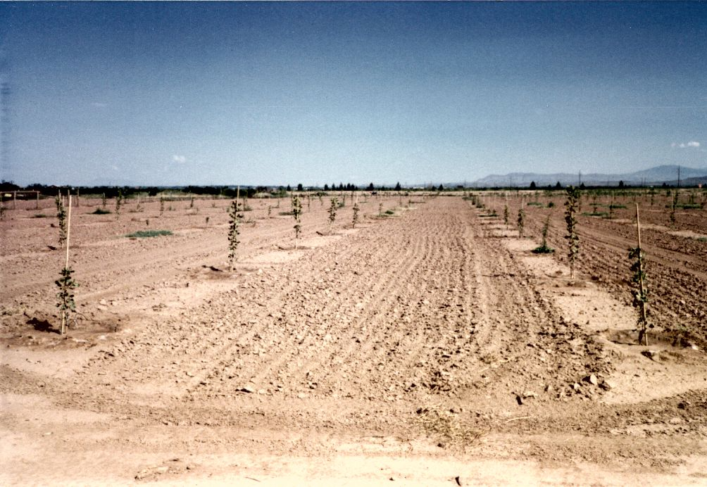 Some of the first pistachio trees planted at Heart of the Desert in Alamogordo, New Mexico, circa 1974.