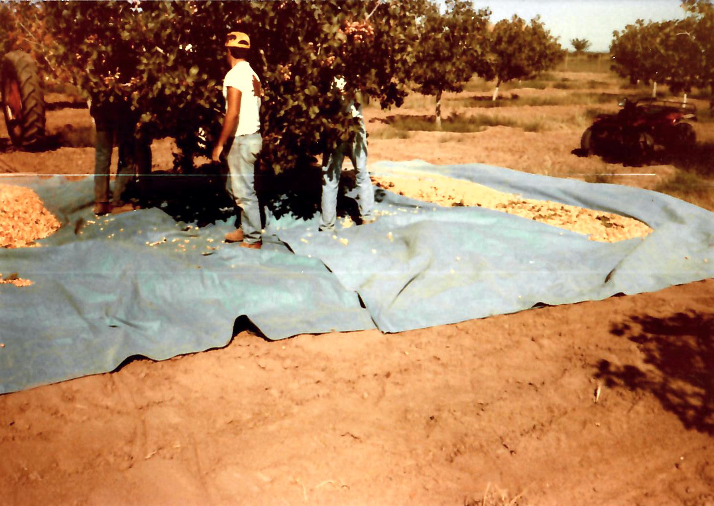 In the beginning, everything was done by hand, including harvesting the nuts (shown here).